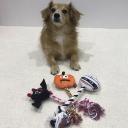 ハロウィン　デンタルロープトイ
