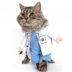 고양이 코스튬 의사 M
