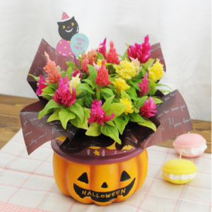 鉢植え「ゆかいなジャックマン」