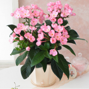 鉢植え「におい桜　ココ～ワンランク上の上質ギフト～」