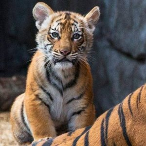 坦帕港城市遊覽通票