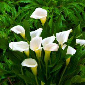 КАЛЛА CRYSTAL BEAUTY