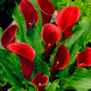 КАЛЛА RED MAJESTY