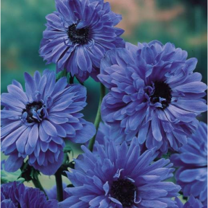 АНЕМОНА МАХРОВАЯ LORD LIEUTENANT