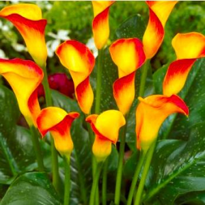 КАЛЛА PEACH CHIFFON