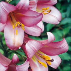 ЛИЛИЯ PINK PERFECTION