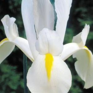 ИРИС WHITE EXCELSIOR