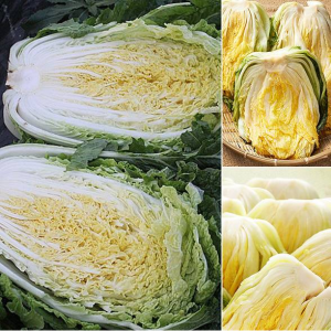 영월 고랭지 절임배추 20kg(7~9포기) 외 옵션 2종(해남,괴산지역)