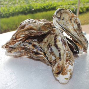 해녀가 직접 잡은 자연산 석화(돌굴)3kg 외 옵션 (가리비,참소라 등)