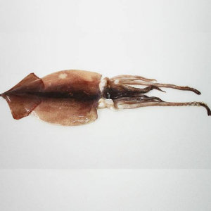 국내산 손질 오징어(중) 3미(150g 3미)