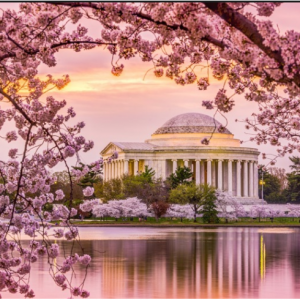 TripAdvisor 现有 2019华盛顿樱花节 超值票价 春假好选 