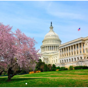 2019華盛頓櫻花節 半日遊