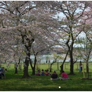 Viator專屬 華盛頓櫻花節 平衡車騎遊
