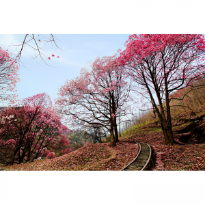 2025药王谷辛夷花赏花攻略（附赏花路线+门票+交通+住宿推荐）