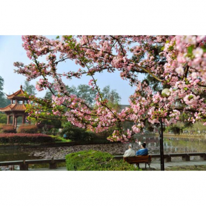 2025成都高校赏花攻略 — 各大高校美景大PK（附赏花时间+路线）