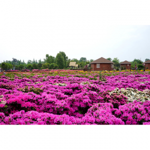 2019年成都郫都杜鹃花展（开幕时间+门票+最佳观赏地点+乘车路线）