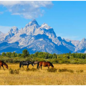 10人小团-黄石国家公园轻探险6日行
