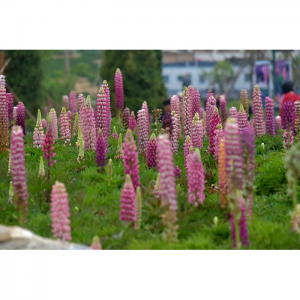 2019北京玉渊潭公园鲁冰花赏花攻略（最佳赏花时间，地点+门票+乘车路线）