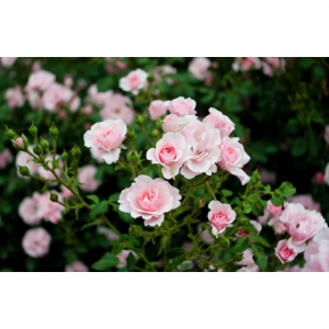 2019北京月季文化节赏花攻略（时间+最佳赏月季地点+门票+乘车路线）