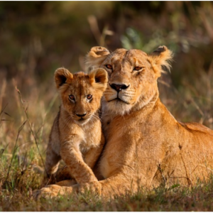  7-Day Kenya Guided Tour with Hotels and Air from $1799 @Groupon