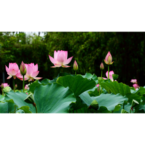 2025夏季成都周边赏荷花攻略(附最佳赏荷地点推荐+门票+交通路线)