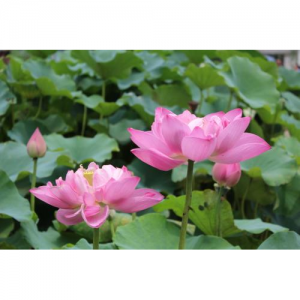 2025武汉赏荷攻略(附荷花节时间+最佳赏荷花时间地点+门票+交通路线)