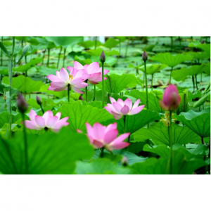 2025北京赏荷圣地推荐 - 北京赏荷去哪里?看这一篇就够了!(附最佳赏荷时间+门票+交通)