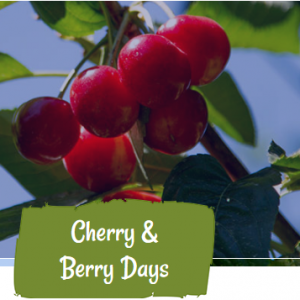 Bill’s Berry Farm - 西雅图草梅、樱桃采摘季，家庭亲子活动首选 