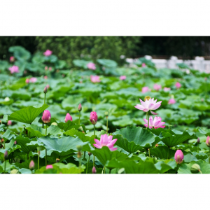 2025夏日国内赏荷圣地推荐 - 9大绝美赏荷圣地,你最爱哪里?(附门票+交通)