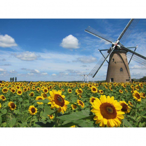 2025成都夏季赏花圣地推荐 - 绝美灿烂的夏花，带你过不一样的夏季（路线+门票）