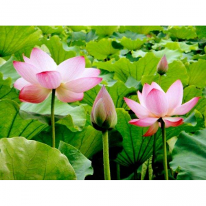 2025西安赏荷攻略(附最佳赏荷花时间地点+门票+交通路线)