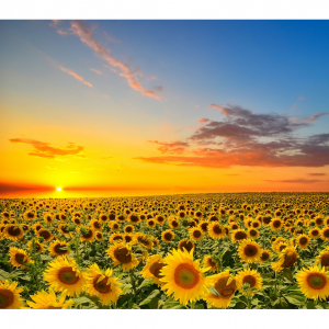 2025北京向日葵赏花圣地推荐 - 10条绝美金黄色花海，美到炸裂