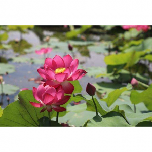 2025广州赏荷攻略(附最佳赏荷花时间地点+门票+交通路线)