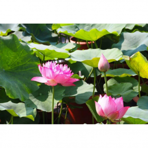 2019苏州拙政园荷花节赏荷攻略（附荷花节时间+活动+门票+交通）