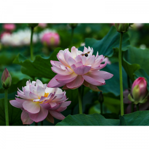 2025广西贵港赏荷攻略（附荷花展时间+最佳赏荷花时间地点+门票+交通路线）