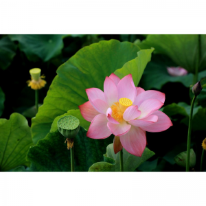 2025贵阳赏荷攻略(附最佳赏荷花时间地点+门票+交通路线)