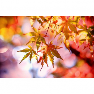 2025加拿大赏枫攻略（最佳地点+时间）