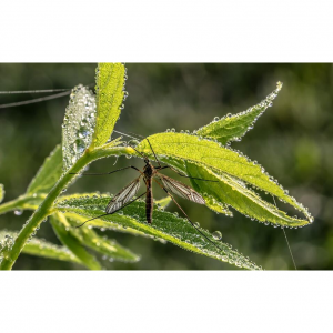 2025年美国驱蚊产品推荐 - 驱蚊液，驱蚊喷雾，驱蚊手环，蚊虫叮咬药物等！（附购买网站+使用方法+返利）