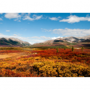 8 Worthy Pit Stops from Anchorage to Denali National Park and Preserve 2025