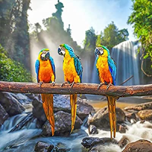 Parrot Diamond Painting Kits for Adults and Kids now 60.0% off ,Full Drill 5D Diamond Painting Par..