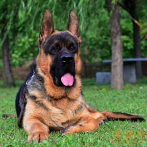 立减CNY￥50,纯种德国牧羊犬德牧幼犬弓背黑背德牧警犬大型狼狗猎犬活体宠物狗 宠物级 S级 公