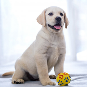 立减CNY￥30,拉布拉多幼犬拉布拉多犬狗狗活体拉不拉多 宠物级 SSS级 公母可挑