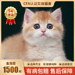 立减CNY￥689,宠约约宠物猫 猫咪活体金渐层幼猫 蓝金渐层 纯种英短金渐层 宠物猫咪活体幼猫小奶猫活体橘猫 金渐层【平价】 加客服挑选猫咪