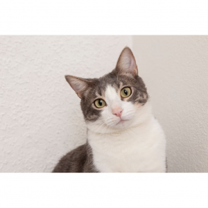 8个治疗猫藓的药膏、喷雾与内服药物推荐（附猫藓症状+预防方法+购买网站）