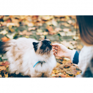 6 Best Alternatives to Purina Pro Plan LiveClear Formula Dry Cat Food 2025