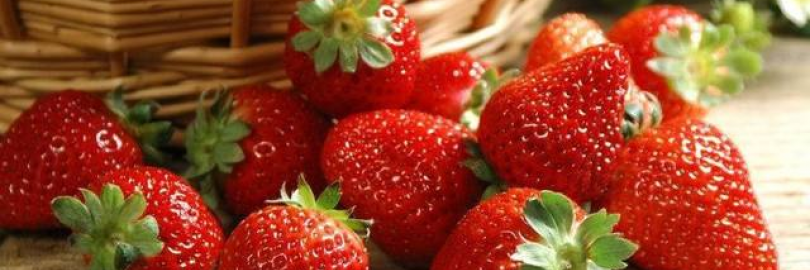2024成都附近草莓园采摘汇总 | 又是一年草莓季，娇艳欲滴岂能辜负！