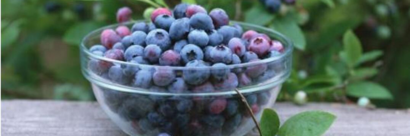 2024重庆5月水果采摘攻略（附采摘时间+价格+交通路线）- 草莓、樱桃、桑葚、枇杷、蓝莓吃个够！