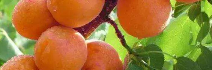 2024成都5月水果采摘攻略（采摘时间+价格+交通）- 樱桃，桑葚，枇杷，蓝莓，杏子等