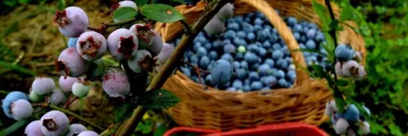 2024端午节成都周边水果采摘地推荐 - 摘蓝莓/水蜜桃/车厘子/枇杷（价格+交通）