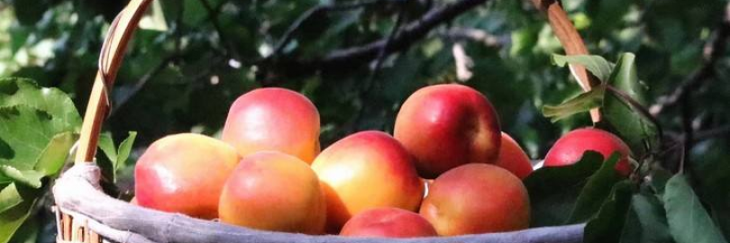 2024青岛全年水果采摘时间表 - 周边最佳摘水果地点推荐（附价格+交通路线）